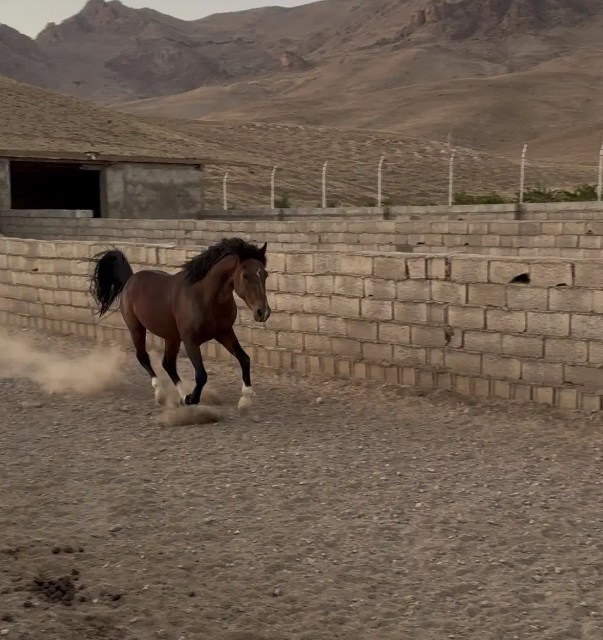 اسب با مدارک و میکروچیپ قیمت مناسب|اسب و تجهیزات اسبسواری|شهرکرد, |دیوار