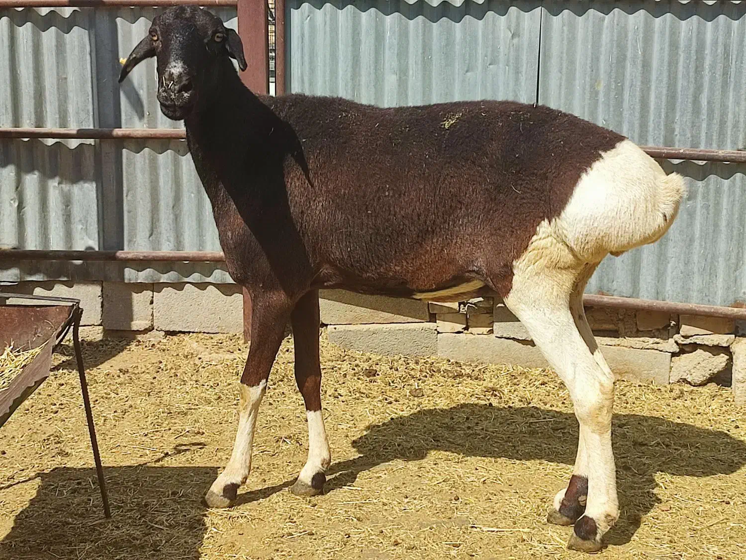 شیشک چینی|حیوانات مزرعه|طسوج, |دیوار