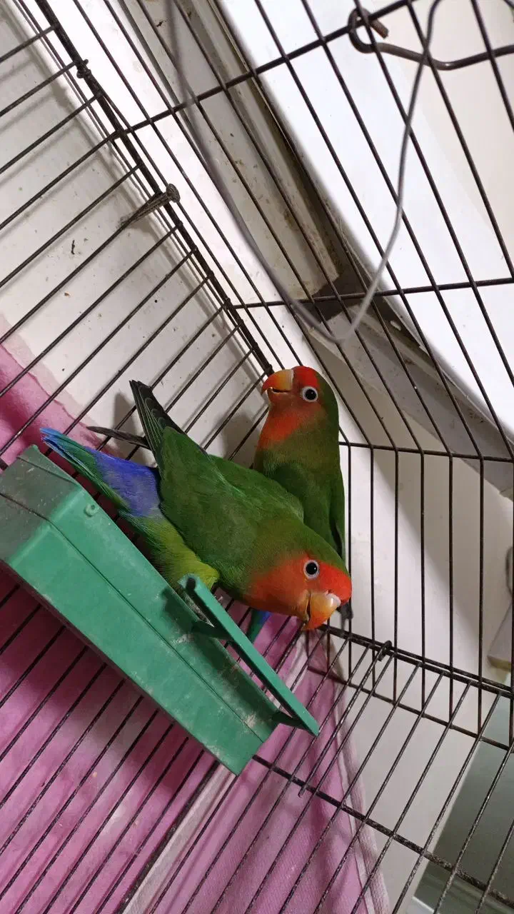 طوطی برزیلی|پرنده|بندر امام خمینی, |دیوار