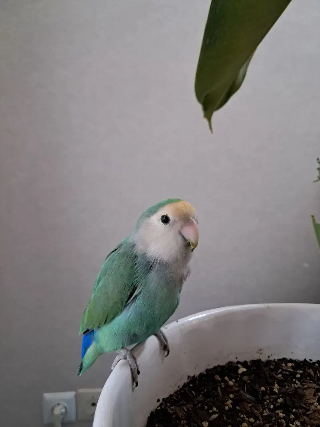 طوطی برزیلی|پرنده|اصفهان, کوی شهید کشوری|دیوار