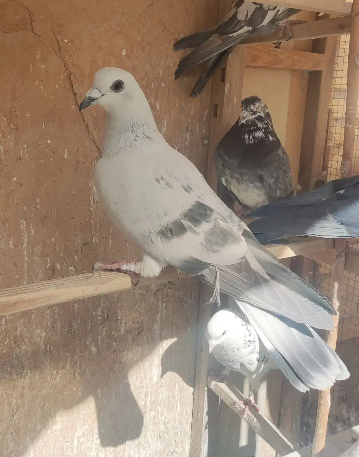 کبوتر|پرنده|آباده, |دیوار