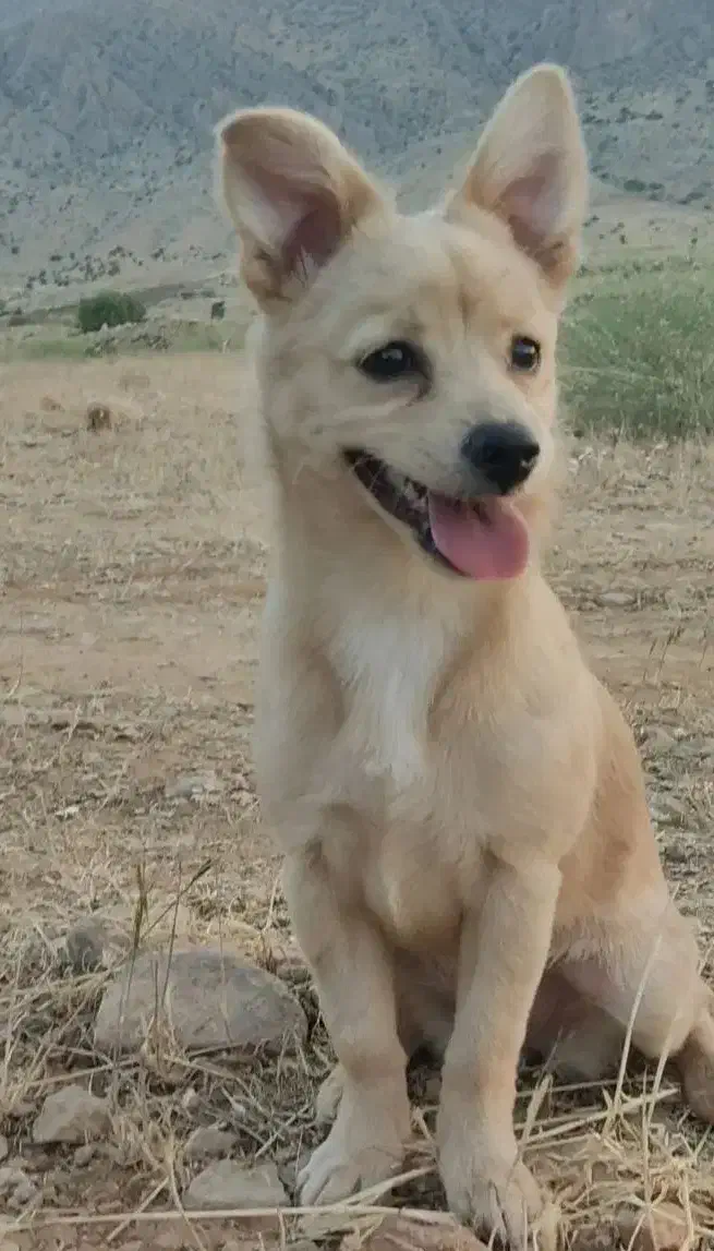 واگذاری سگ پامر ماده باهوش|سگ|شیراز, شهرک گلدشت حافظ‎|دیوار