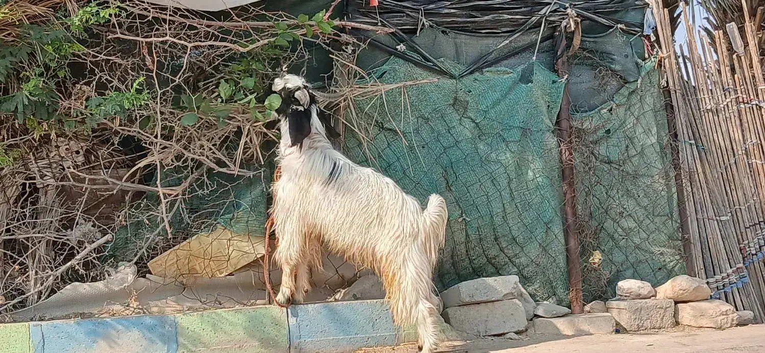 کهره|حیوانات مزرعه|شنبه و طسوج, |دیوار