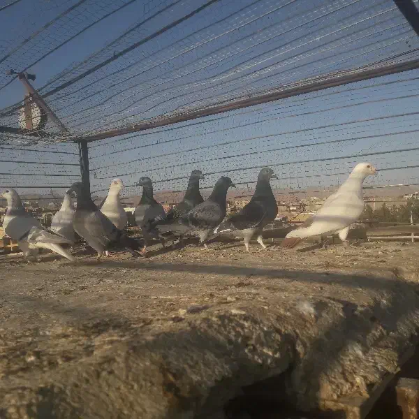 کبوتر‌رنگه‌وآلمانی|پرنده|سده (خراسان جنوبی), |دیوار