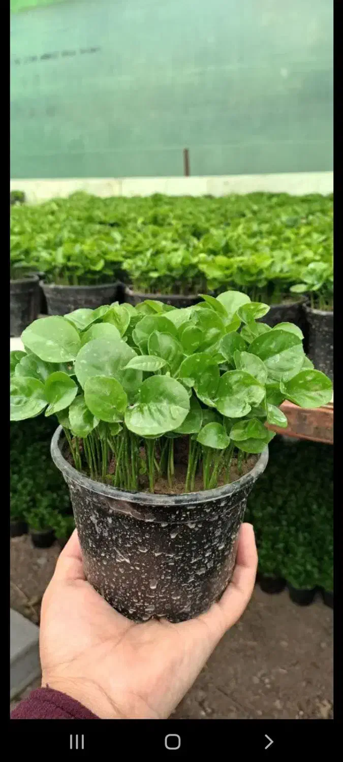 سبزه عید ۱۴۰۴|گل و گیاه طبیعی|بابل, |دیوار