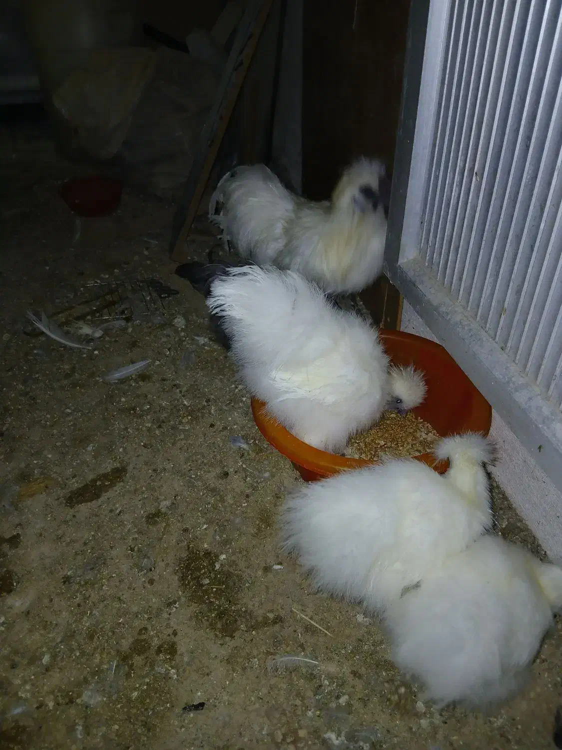 مرغ و خروس ابریشمی و جوجه ابریشمی|حیوانات مزرعه|تبریز, |دیوار