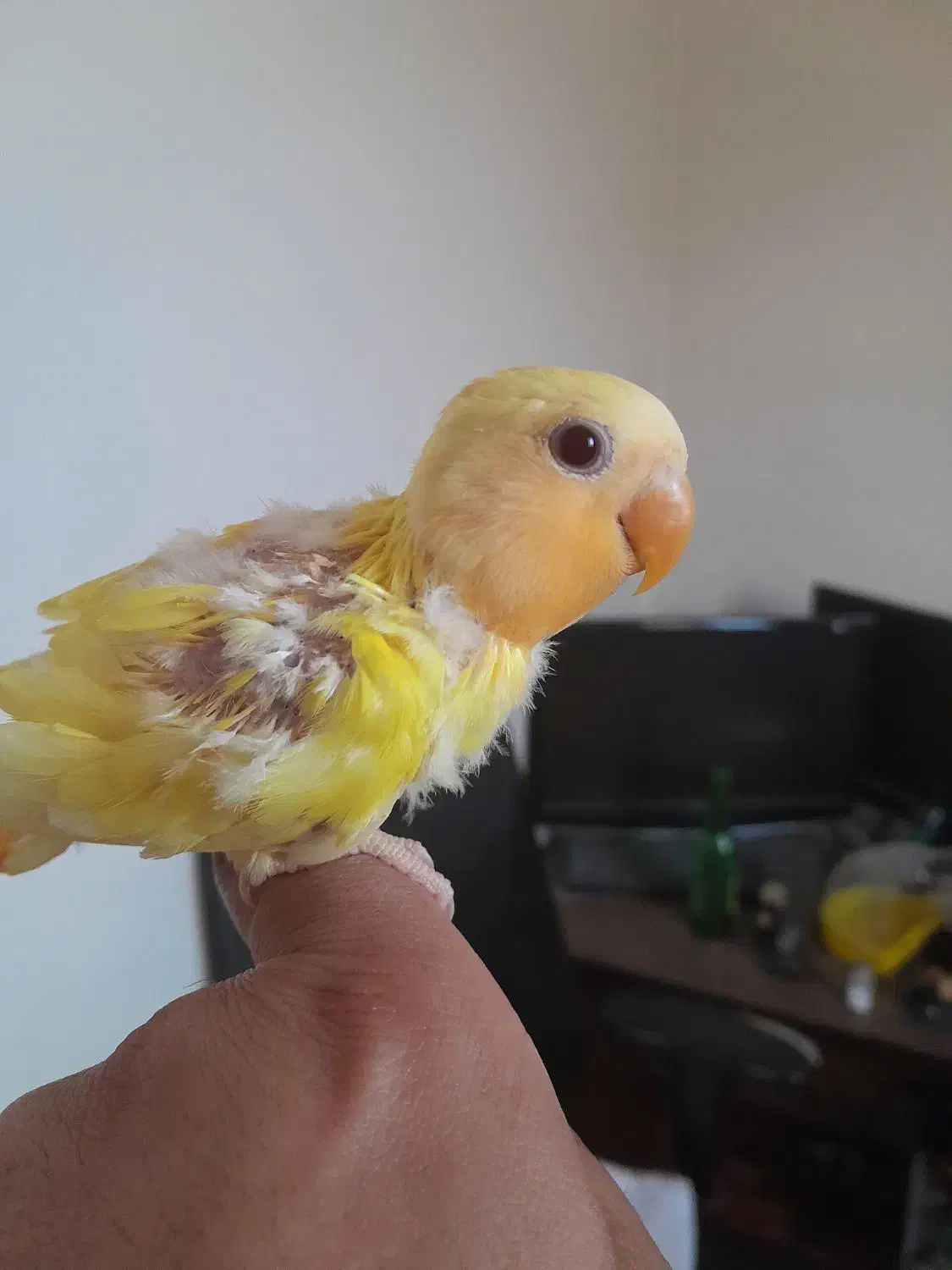 جوجه اوپال کمیاب چشم شرابی|پرنده|نجف‌آباد, شریعتی غربی|دیوار