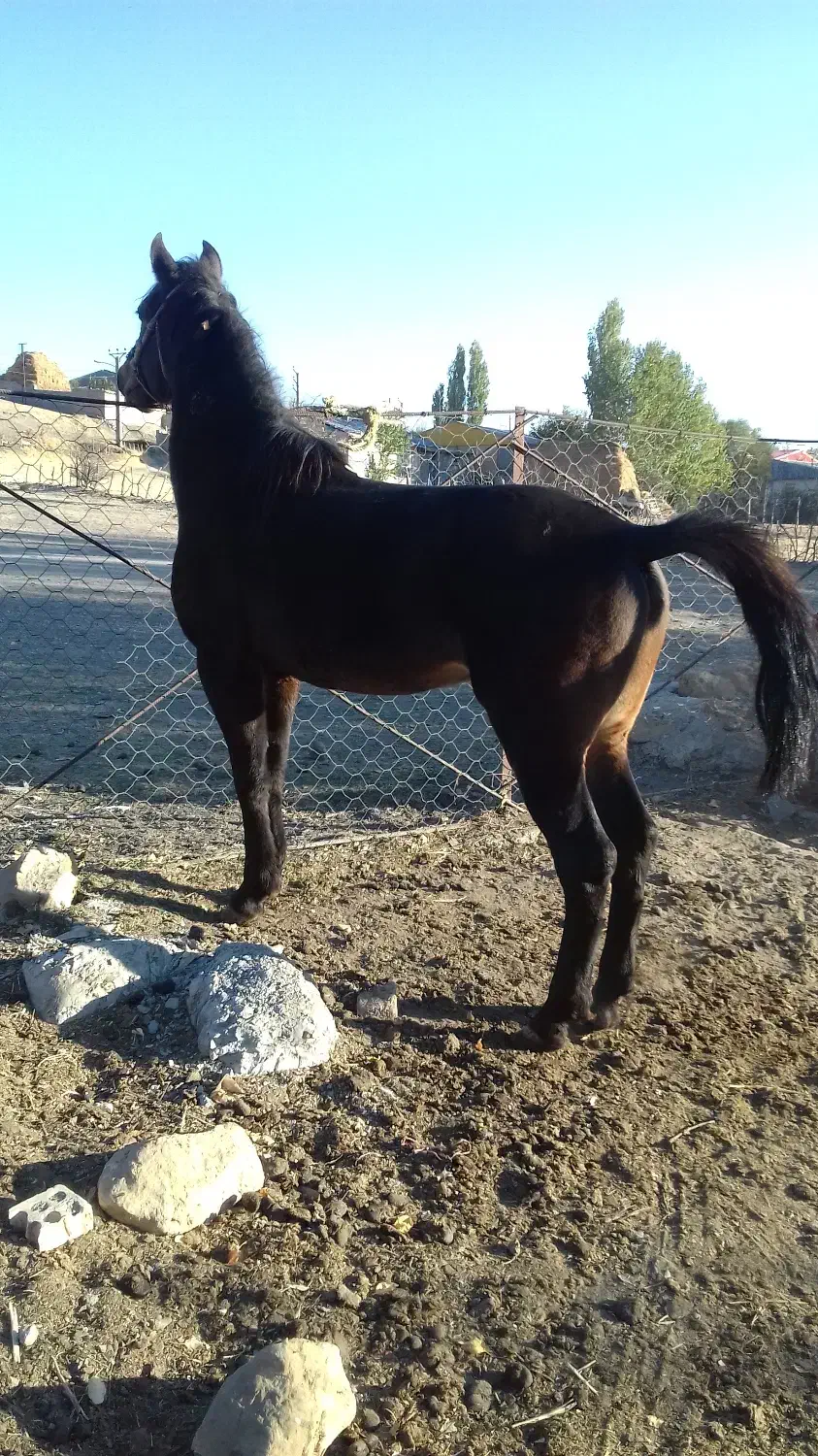 اسب نریان چهارساله یورقه رو وکورسی|اسب و تجهیزات اسبسواری|خلخال, |دیوار