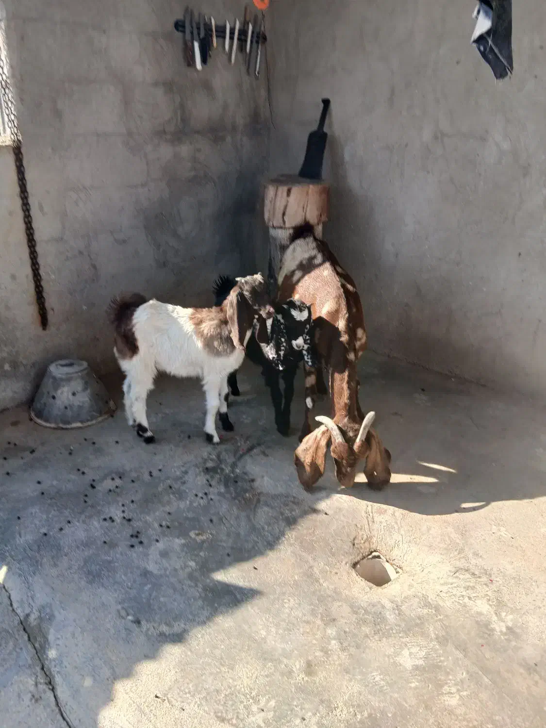 بز افغانی تکاوری دو قلو زا با دو کهره بزرگ|حیوانات مزرعه|سعدآباد, |دیوار