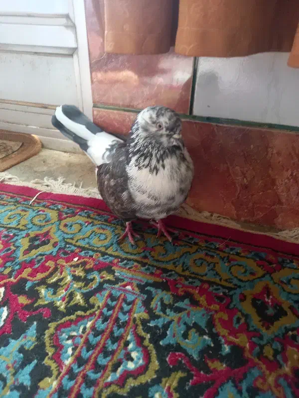 کفتر|پرنده|فاضل آباد, |دیوار