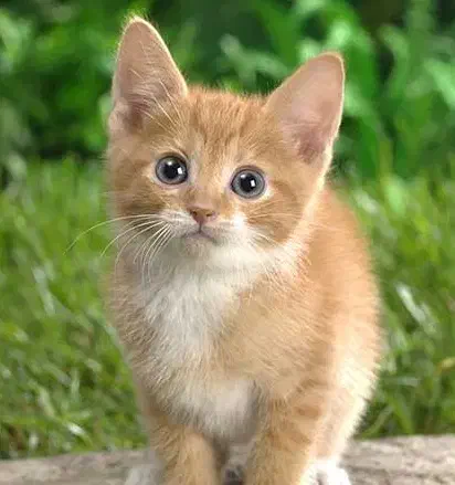 فروش یک جفت بچه گربه ناز و اهلی|گربه|اهواز, پردیس|دیوار