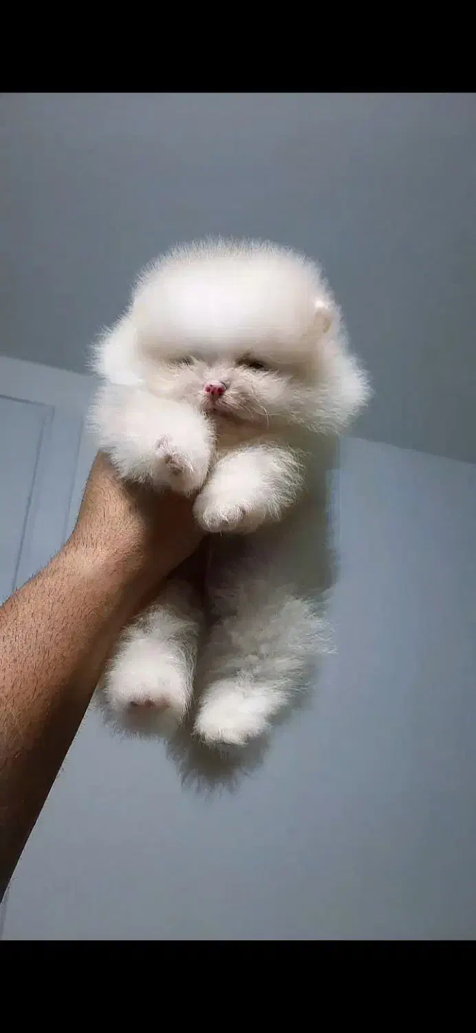 پامرانین خرسی اورجینال|سگ|تهران, سعادتآباد|دیوار