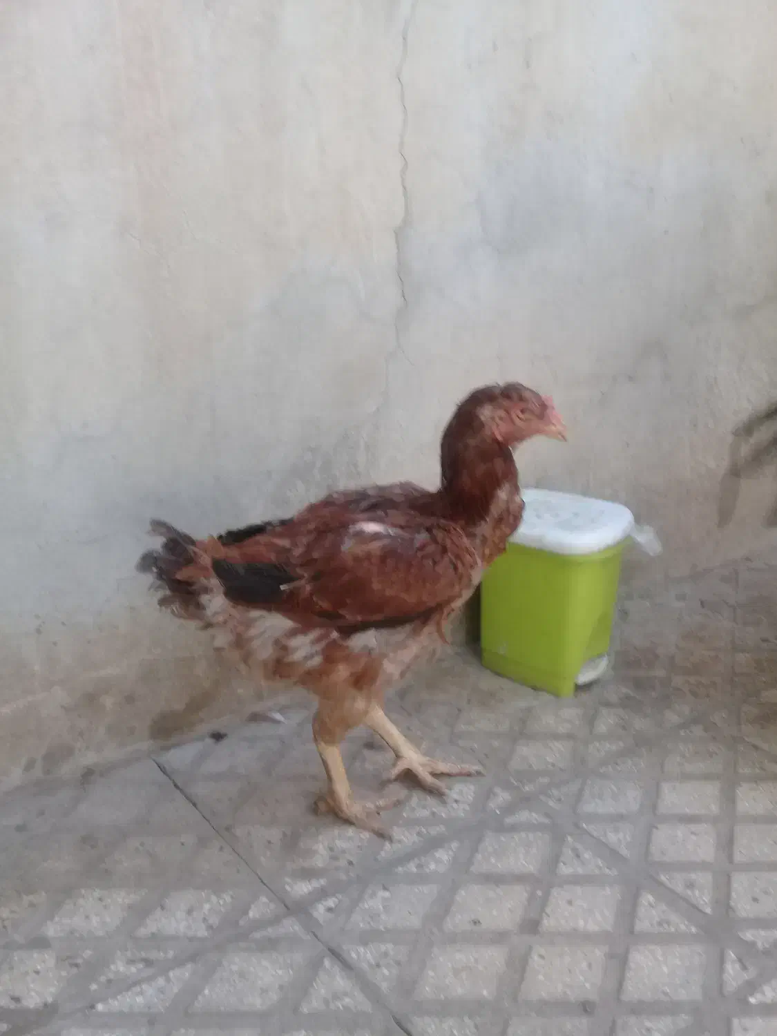 خروس ومرغ لاری|حیوانات مزرعه|ابهر, |دیوار