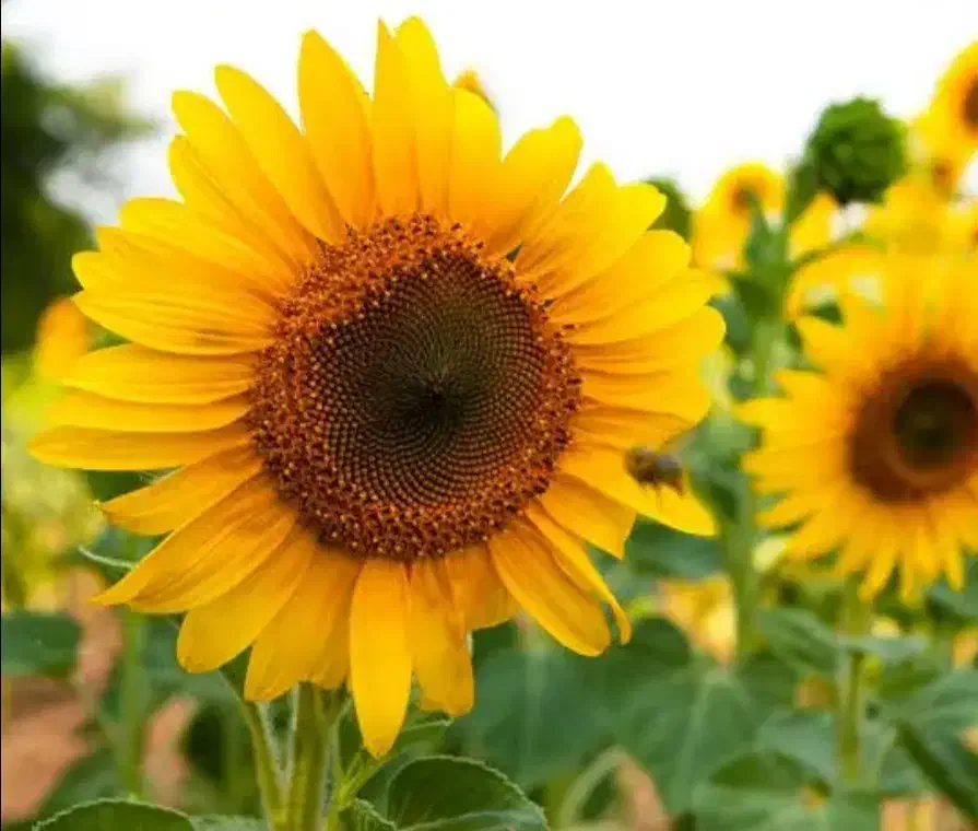 پخش عمده تخمه و آجیل آلا از تولید ب مصرف|عمده‌فروشی|رباط‌کریم, شترخوار|دیوار