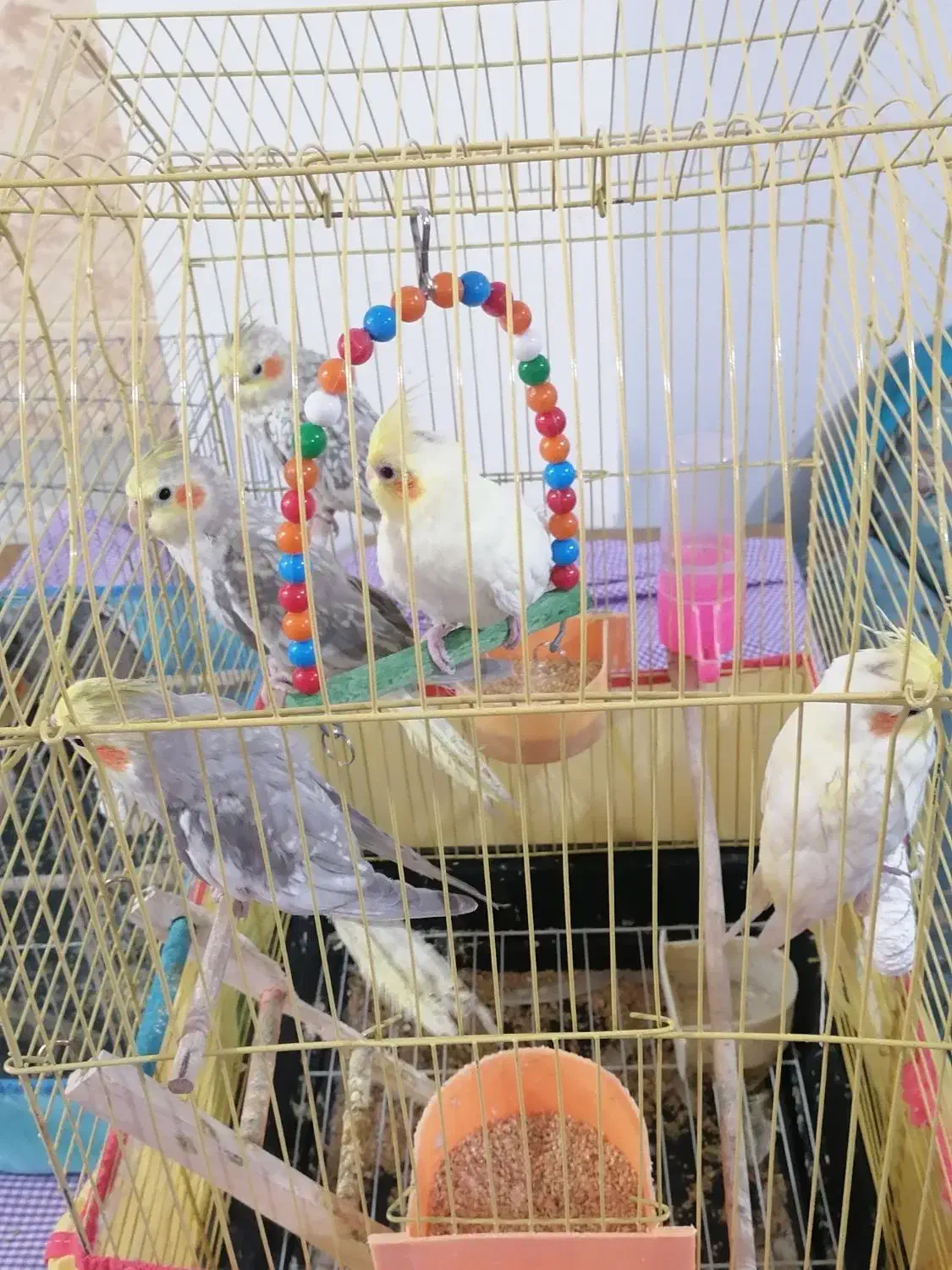 عروس هلندی|پرنده|قائم‌شهر, |دیوار