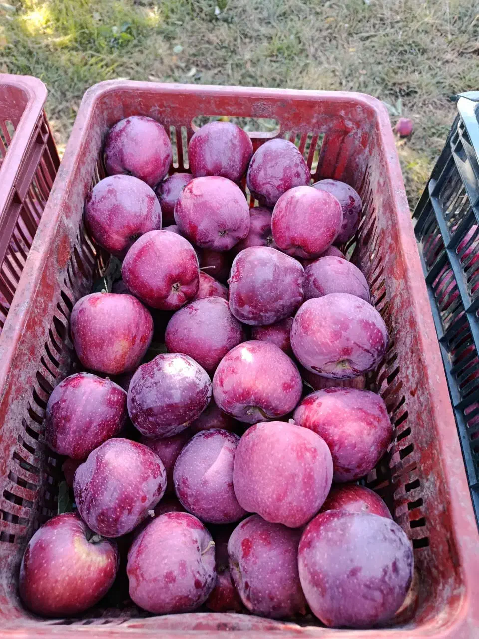 خریدارو فروشنده سیب هستم فله بار و لوکس تناژ بالا|خدمات باغبانی و درختکاری|مراغه, |دیوار