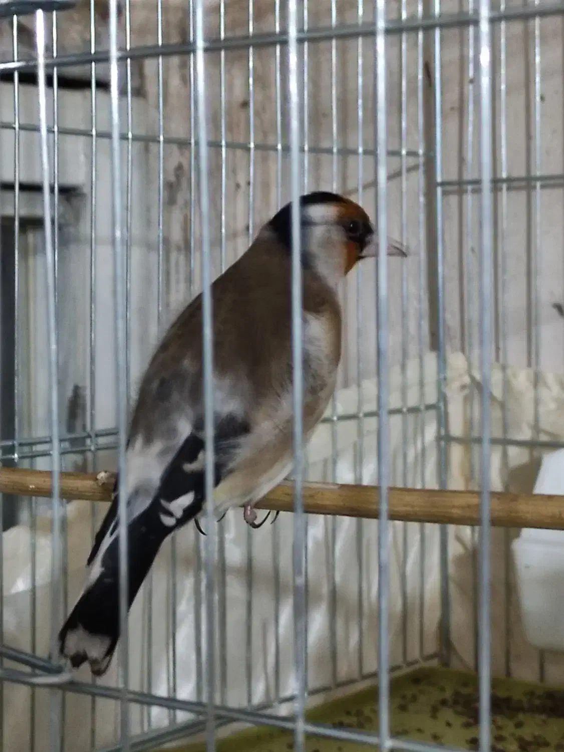 سهره جوجه سال رام رام نرهست|پرنده|ارومیه, |دیوار