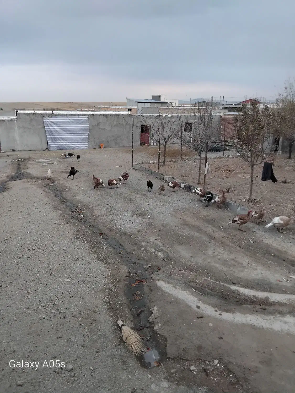 بوقلمون|حیوانات مزرعه|کبودرآهنگ, |دیوار