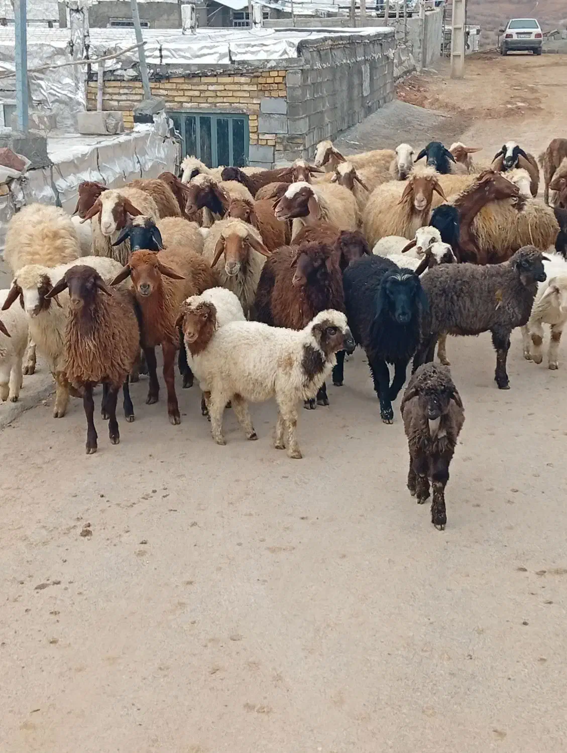 گوسفند بره|حیوانات مزرعه|جوانرود, |دیوار