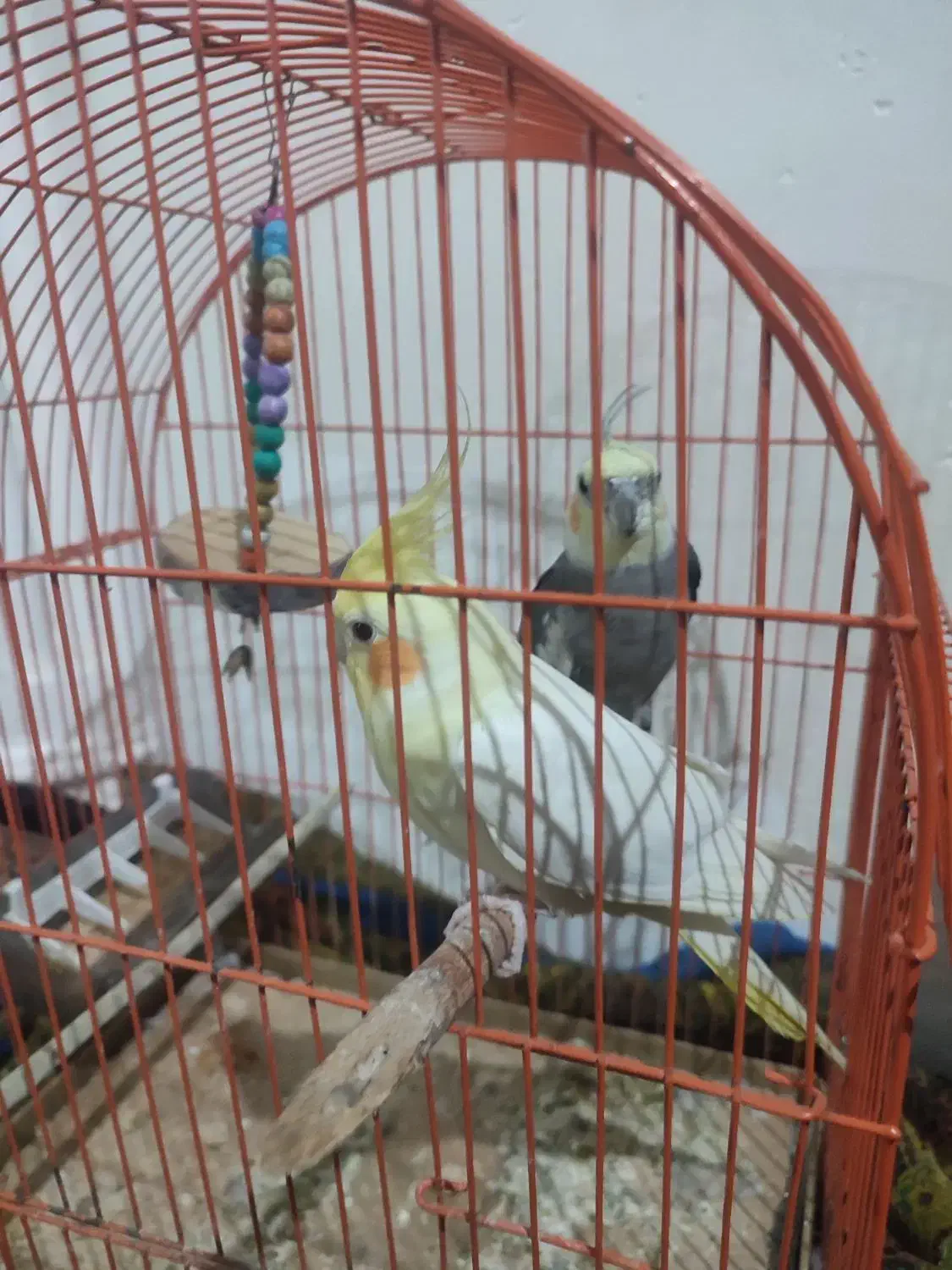 فروش عروس هلندی|پرنده|علی‌آباد کتول, |دیوار