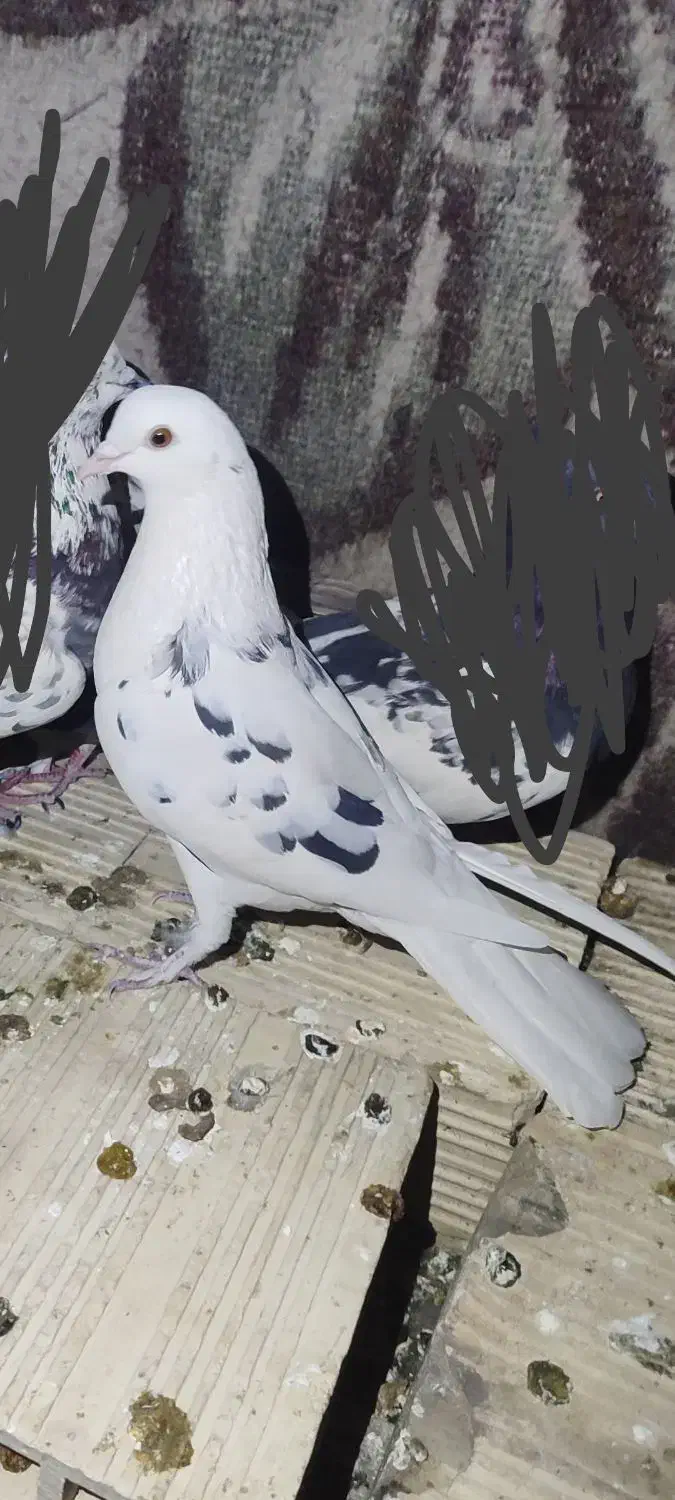 کبوتر تکپر خال پیس|پرنده|انبارآلوم, |دیوار