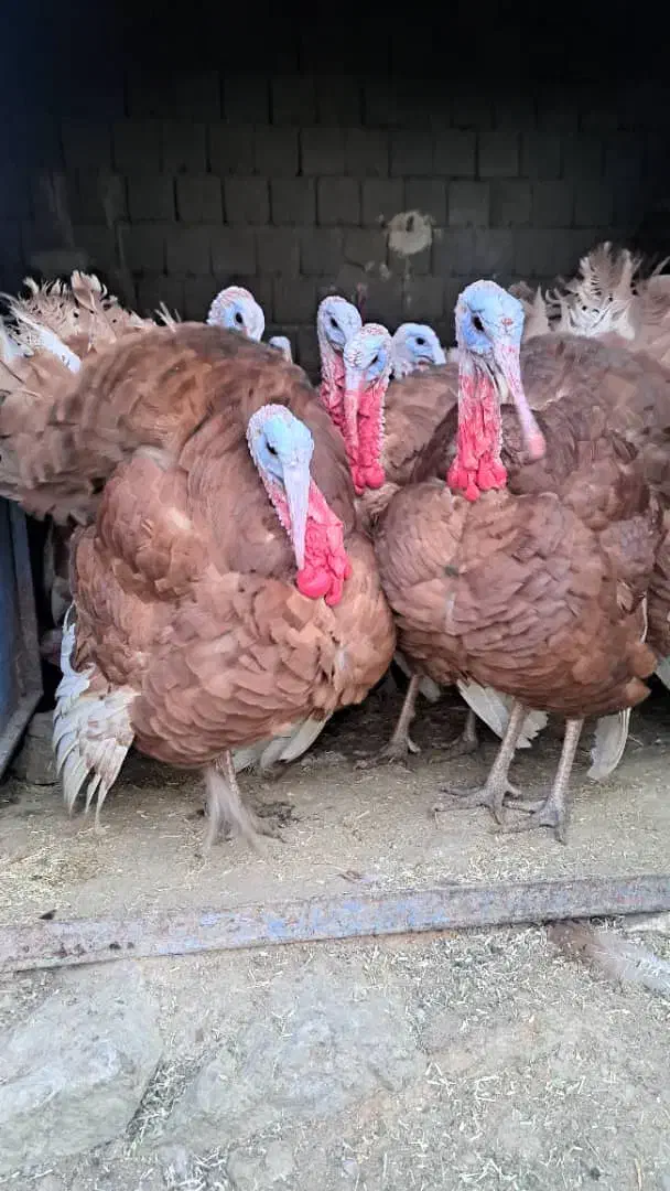 بوقلمون بوربون (قه لی سور)|حیوانات مزرعه|مریوان, |دیوار