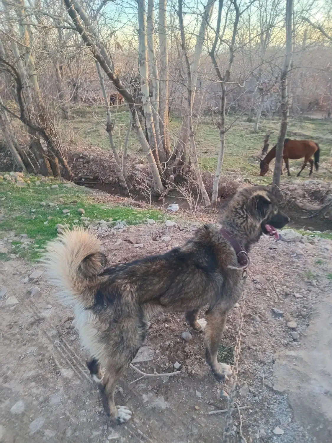 سگ..|سگ|قزوین, |دیوار