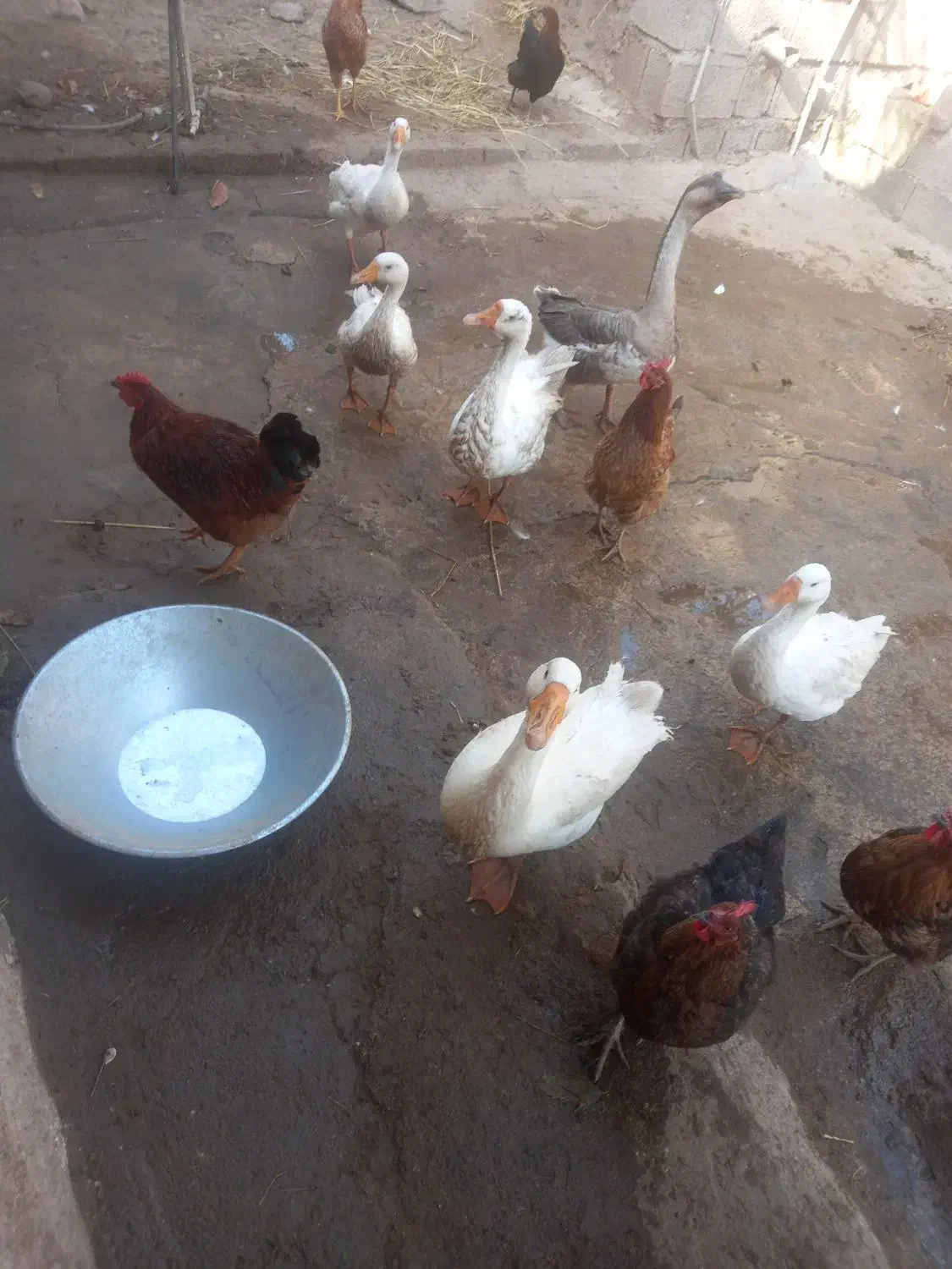 فروش غوغاز محلی|حیوانات مزرعه|توتکابن, |دیوار