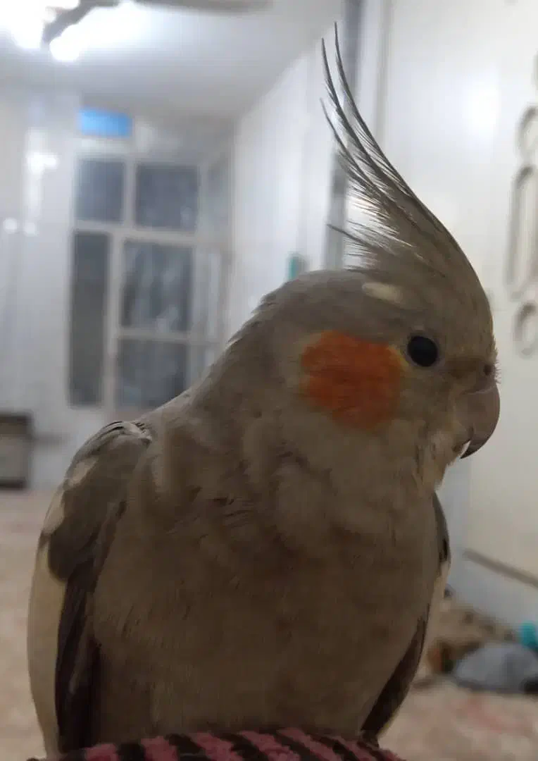 جفت عروس هلندی|پرنده|نجف‌آباد, شیخ آباد|دیوار