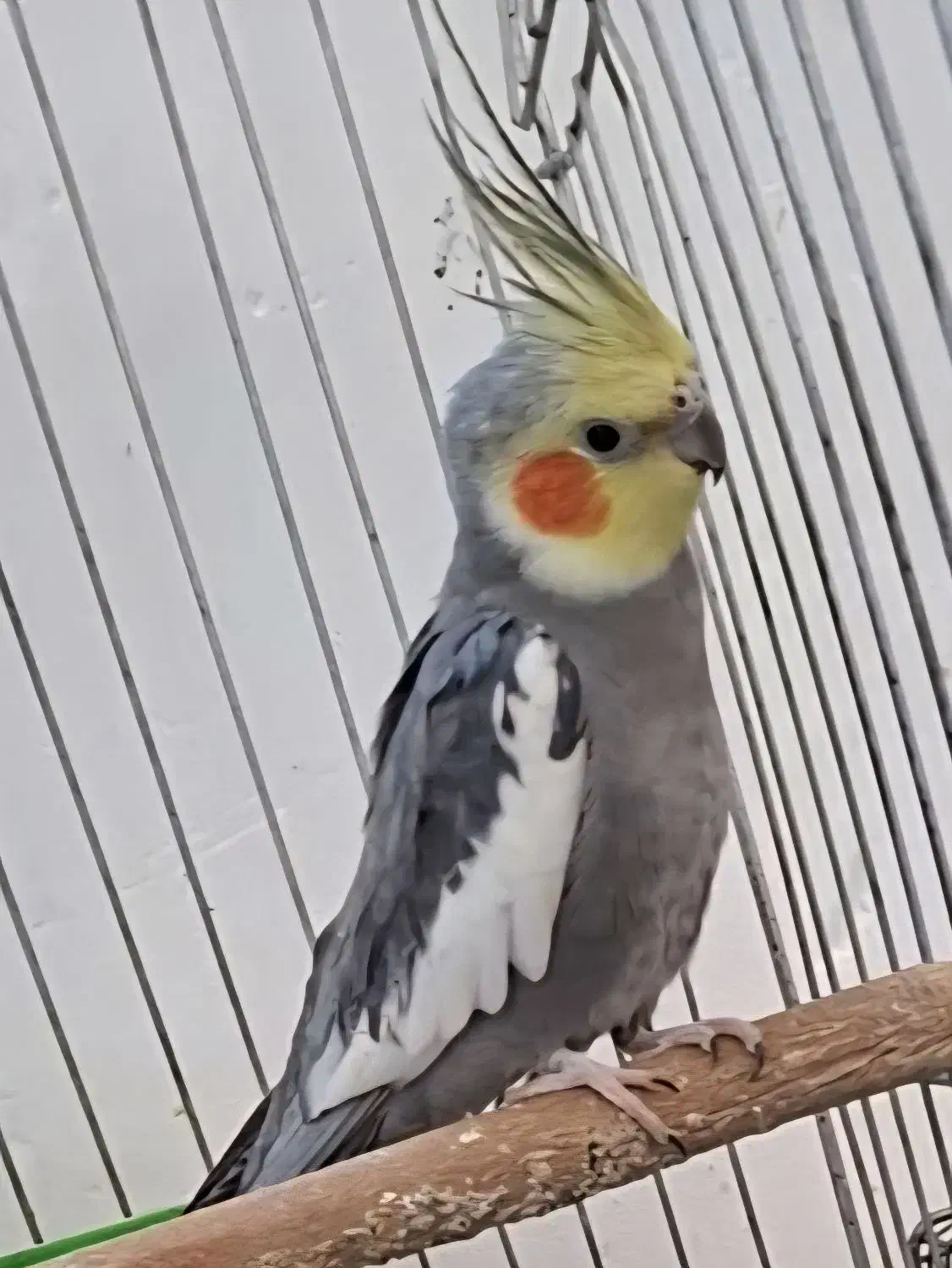 ۸ عدد عروس هلندی|پرنده|یزد, |دیوار