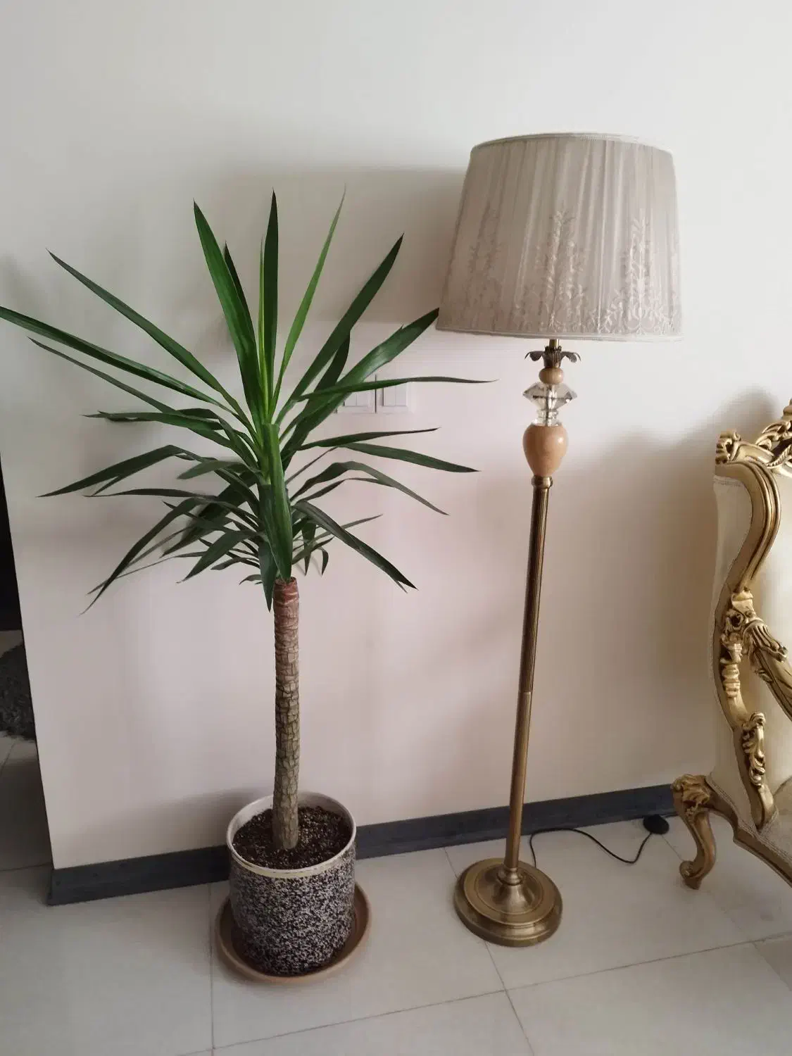 گل آپارتمانی مقاوم یوکا آگلونما برفی|گل و گیاه طبیعی|کرج, باغستان|دیوار