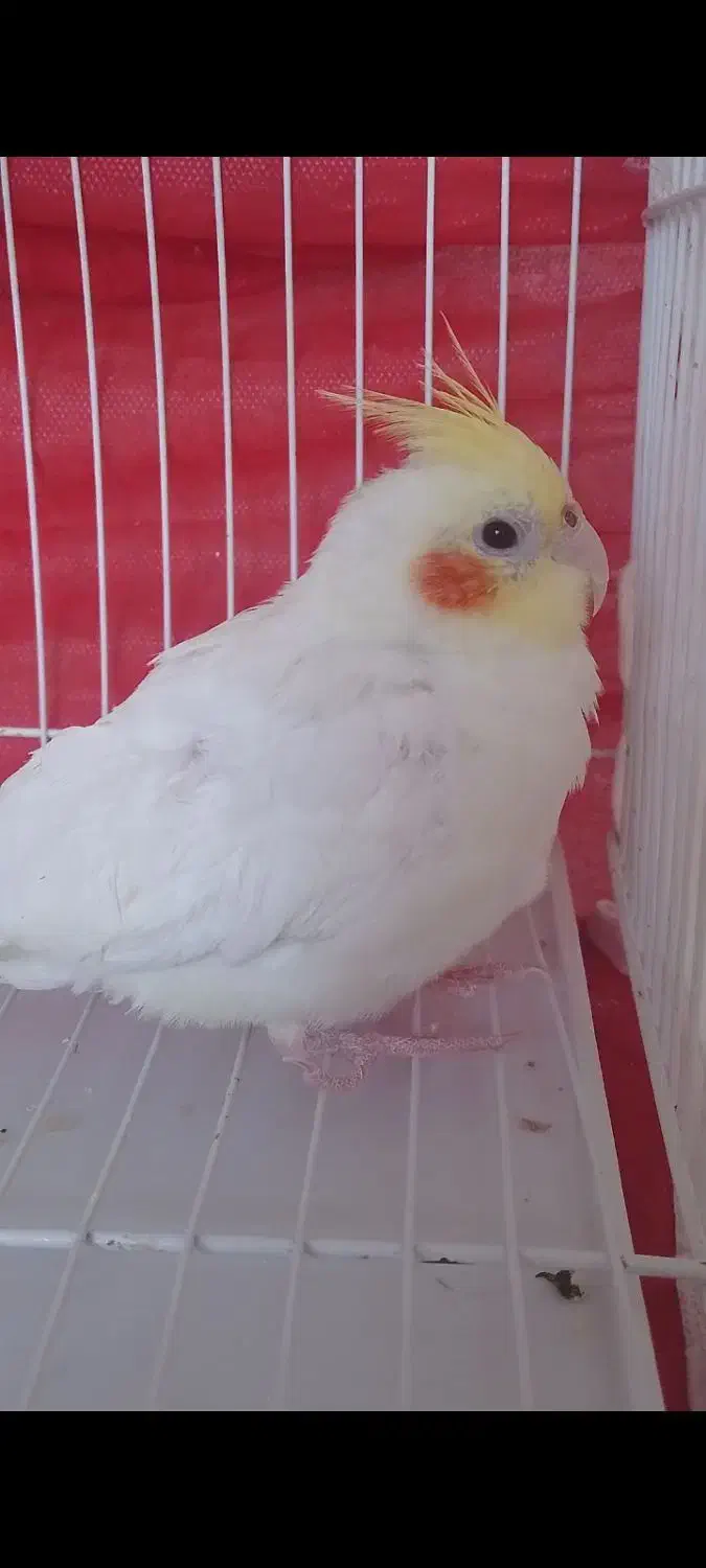 جوجه عروس هلندی دونخور لوتینو|پرنده|شیروان (خراسان), |دیوار