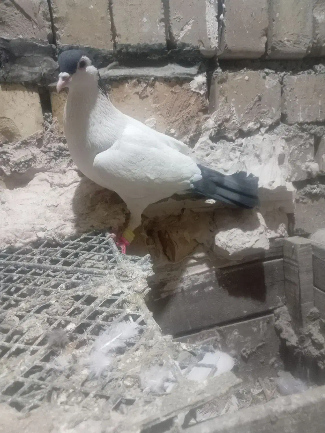 کبوتز|پرنده|خور (فارس), |دیوار