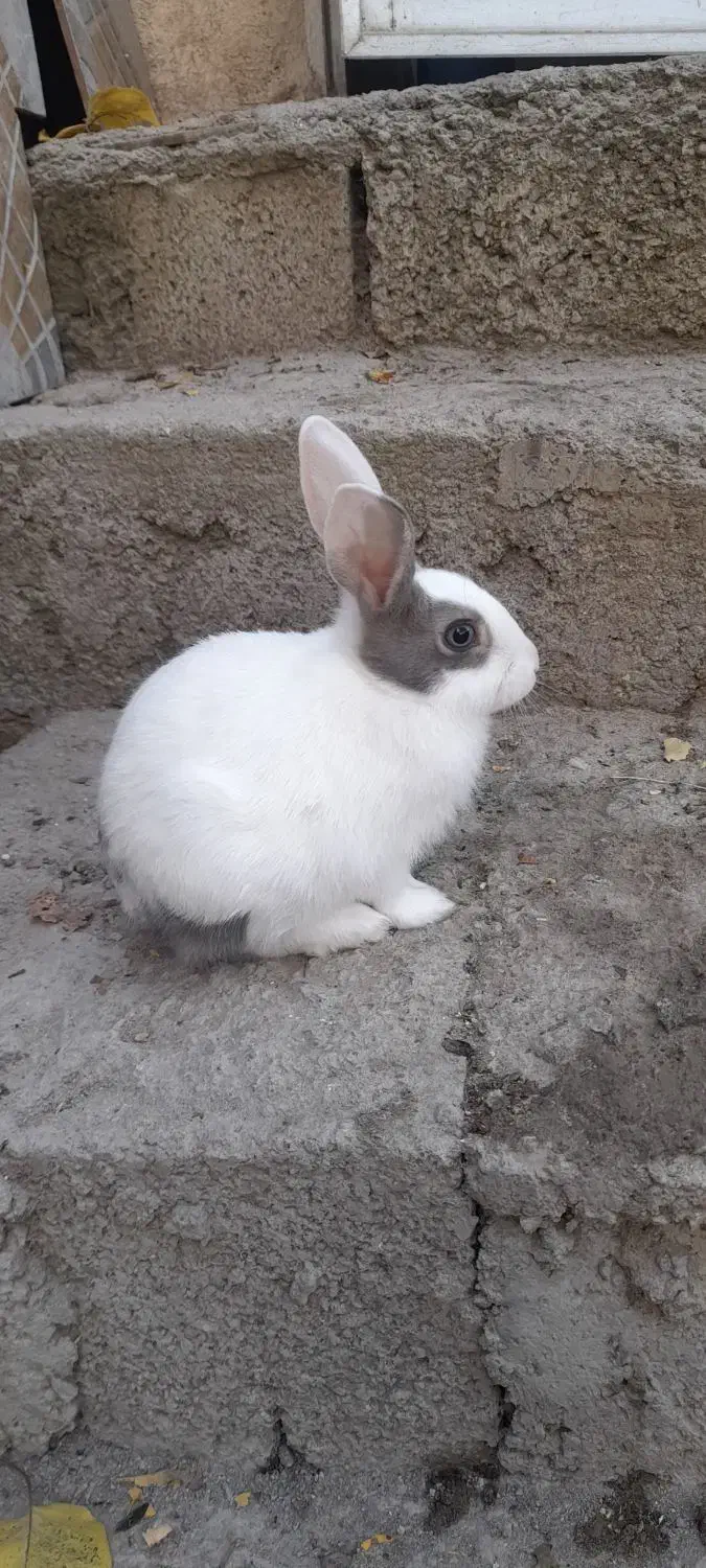 خرگوش اهلی|موش و خرگوش|ویلکیج, |دیوار