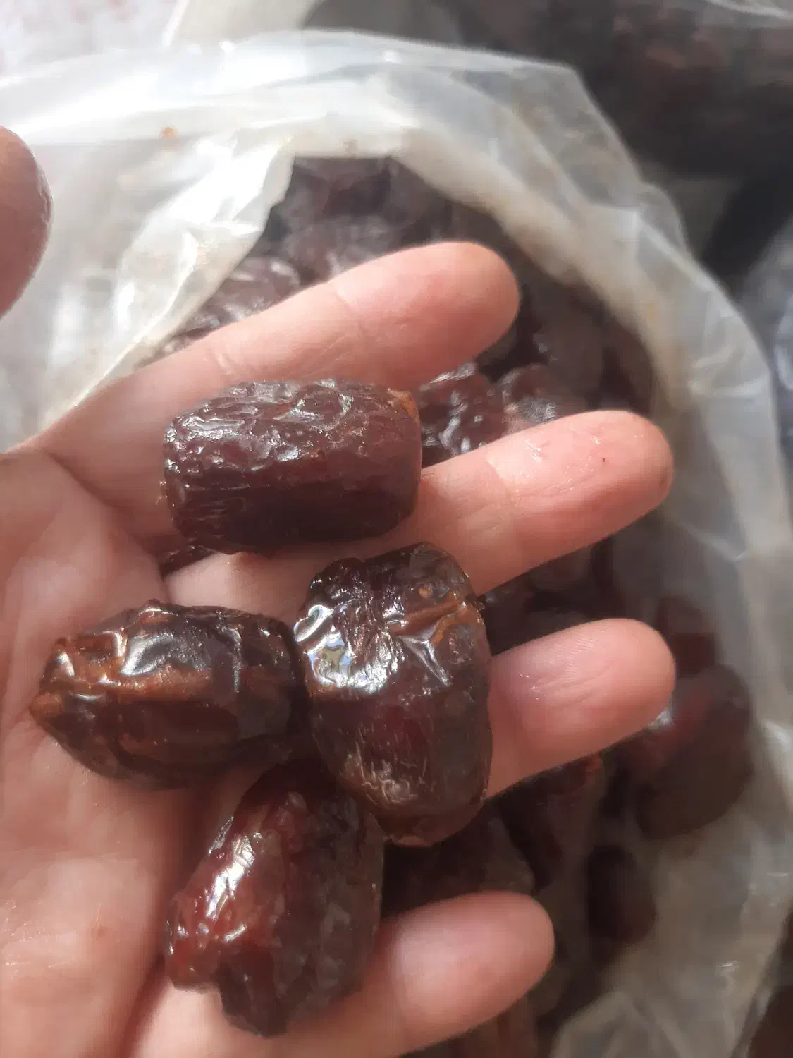 خرما مرداسنگ آلوچه ای زاهدی کبکاب پیارم|خوردنی و آشامیدنی|یزد, |دیوار