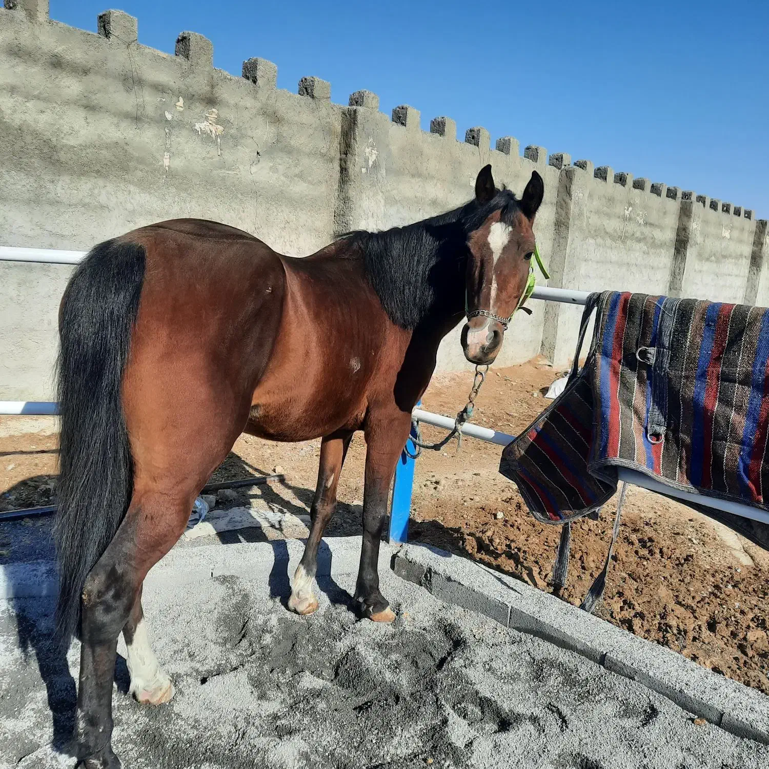 مادیان|اسب و تجهیزات اسب‌سواری|خمین, |دیوار