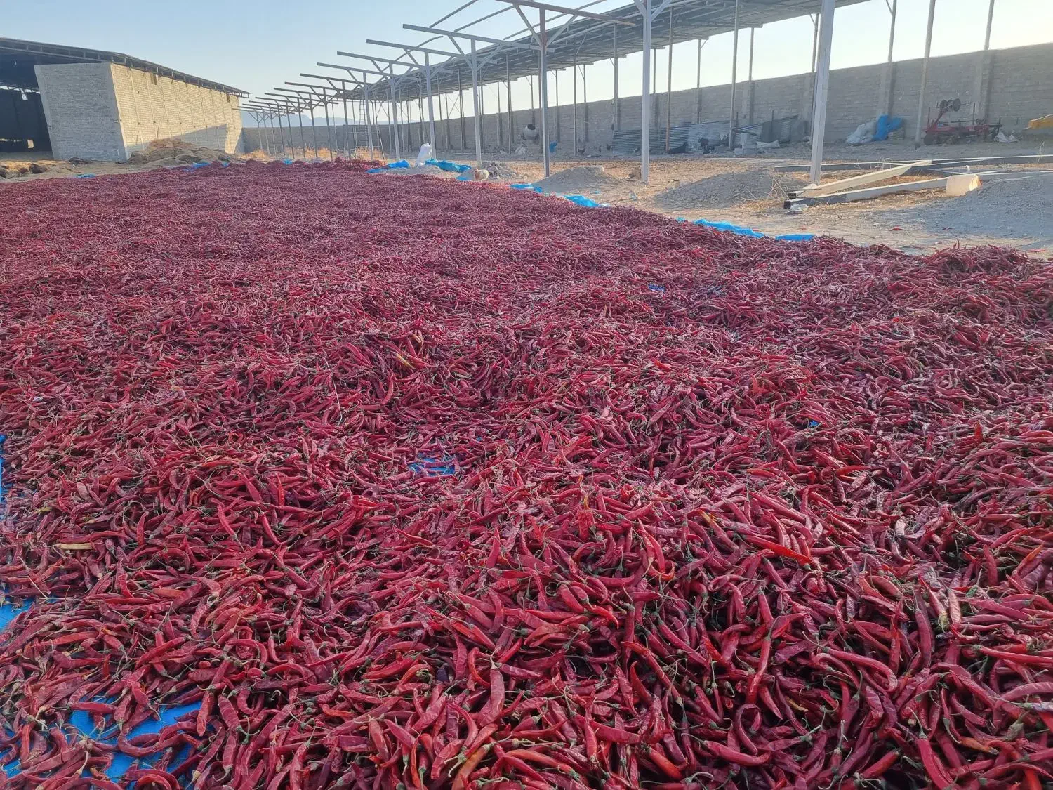 فروش ۵ تن فلفل قرمز|عمده‌فروشی|فیروزآباد (فارس), |دیوار