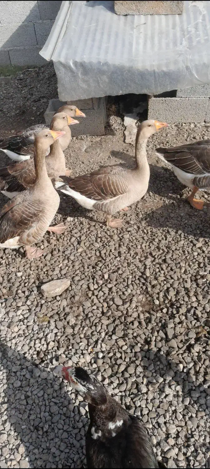 اردک  غاز|حیوانات مزرعه|رشت, پل تالشان|دیوار