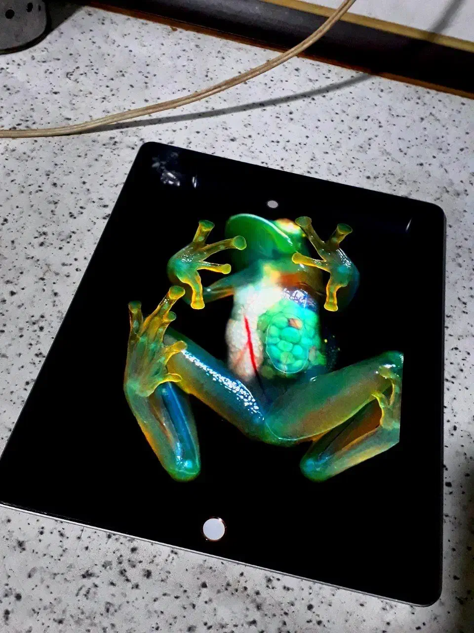 تبلت ایپد اپل۱۲ اینچ سری۴ سالم|تبلت|تهران, تهرانپارس غربی|دیوار