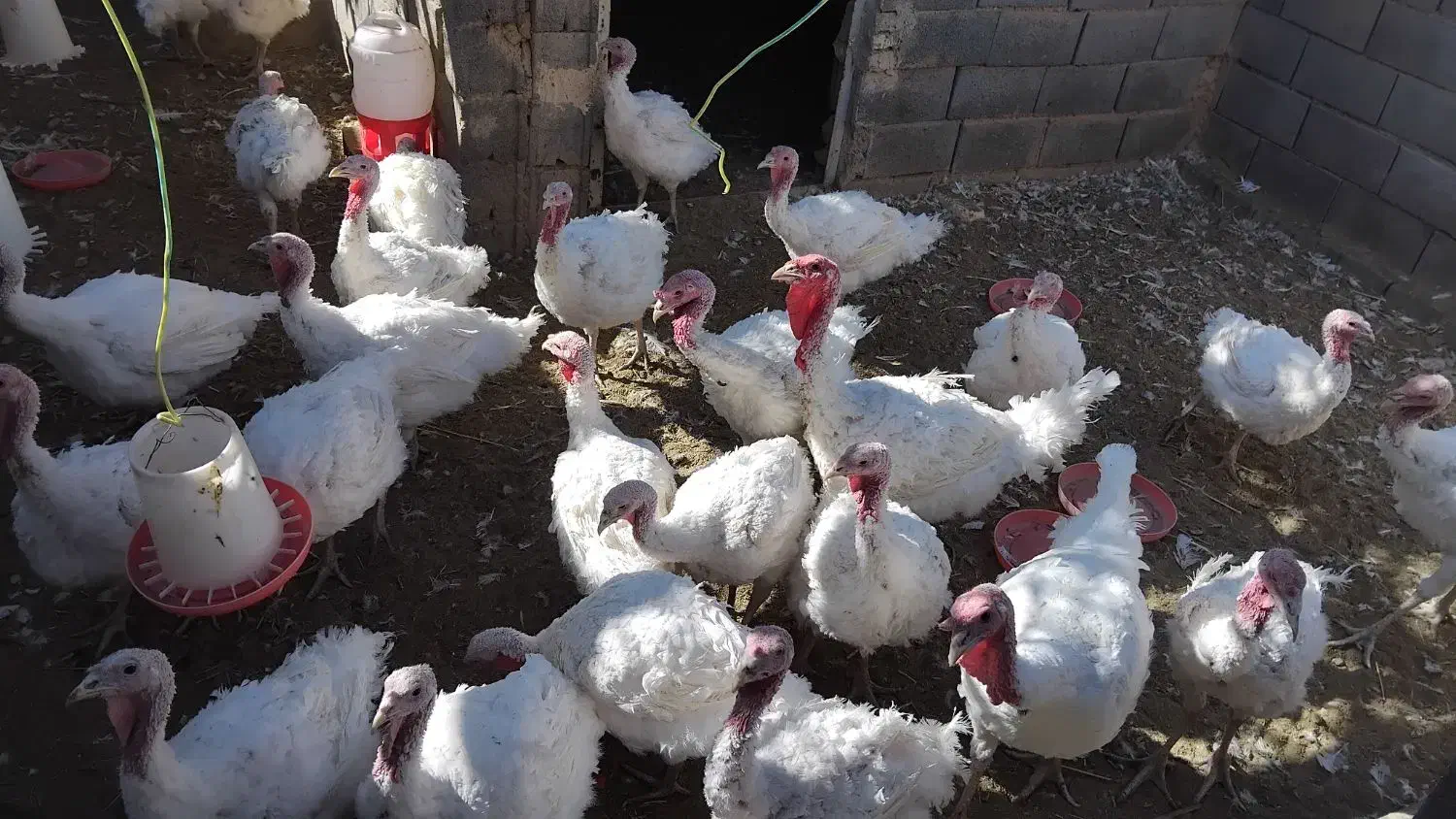 فروش بوقلمون|حیوانات مزرعه|مبارکه, |دیوار