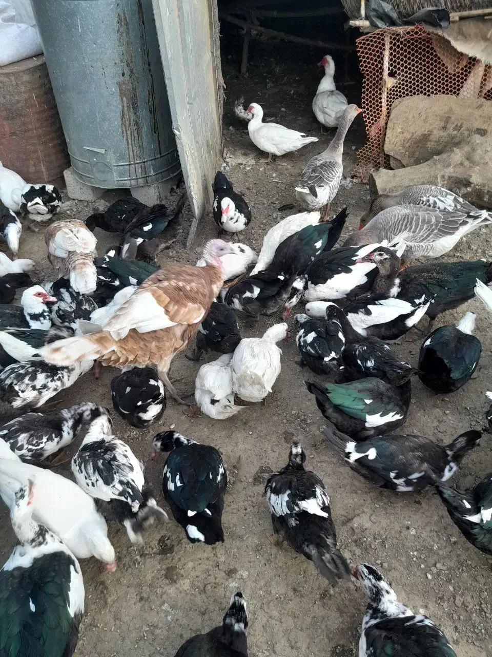 مرغابی ترکی اصل نر وماده|حیوانات مزرعه|سردشت, |دیوار