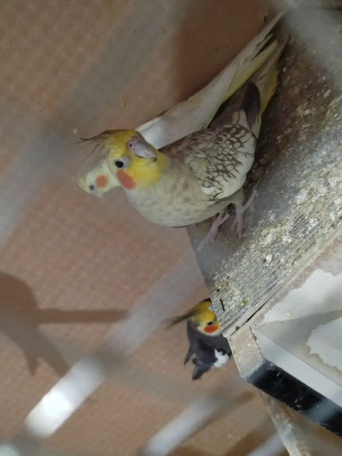 عروس هلندی|پرنده|هندیجان, |دیوار