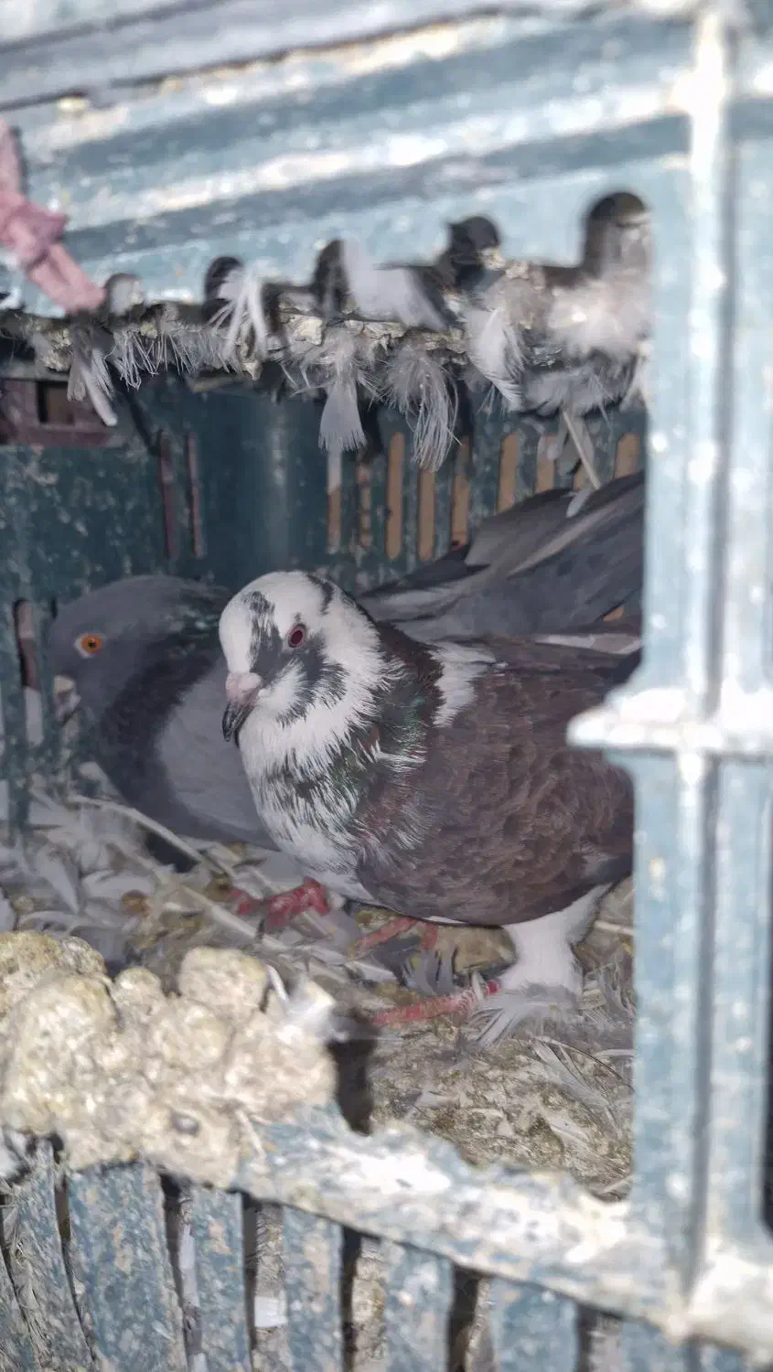 فروش کبوتر معاوضه با قناری|پرنده|قیدار, |دیوار