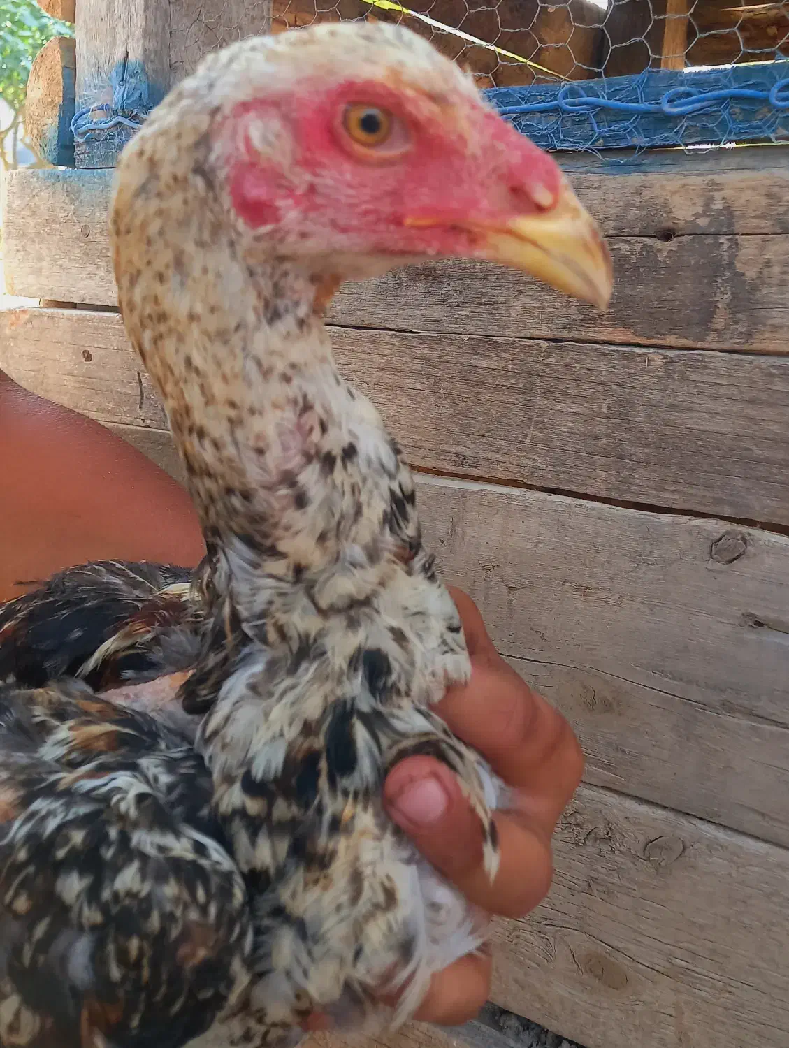 خروس لاری|حیوانات مزرعه|آق قلا, |دیوار