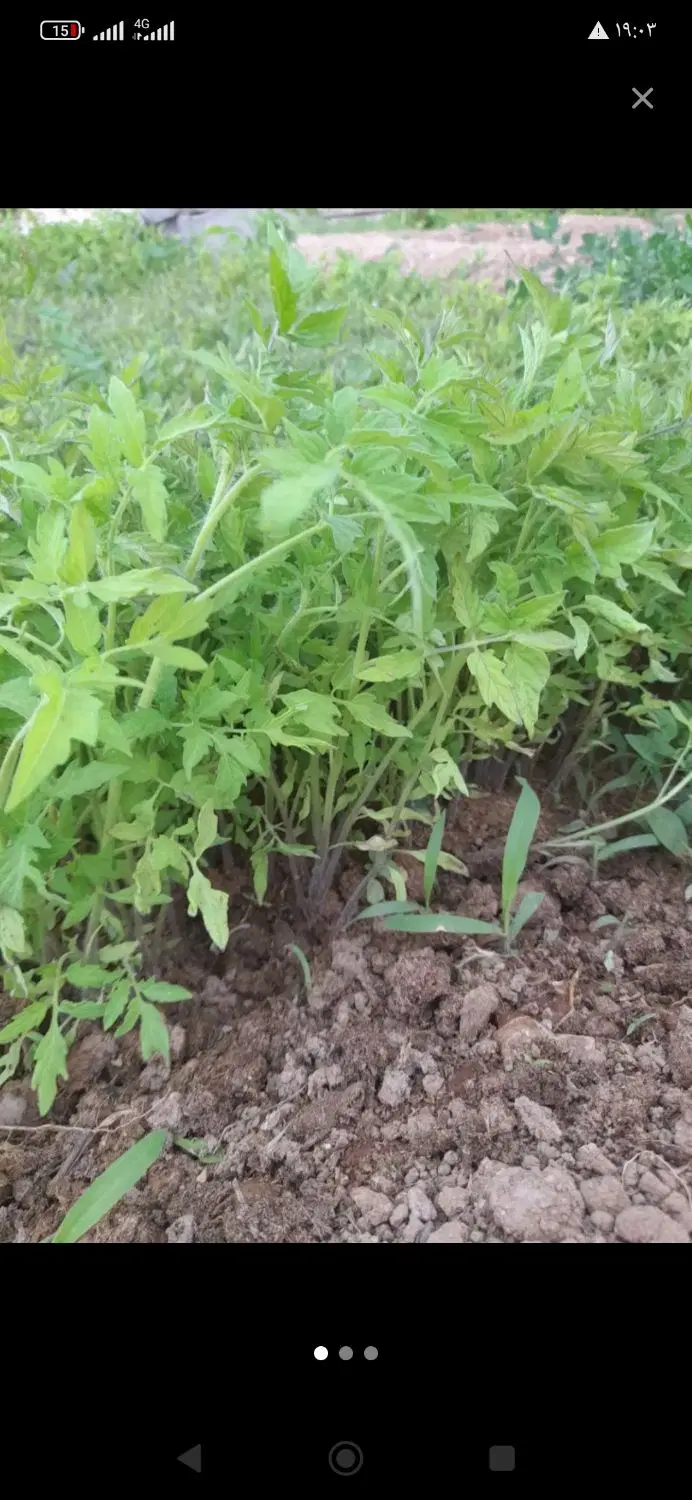 نهال|گل و گیاه طبیعی|شاهرود, |دیوار