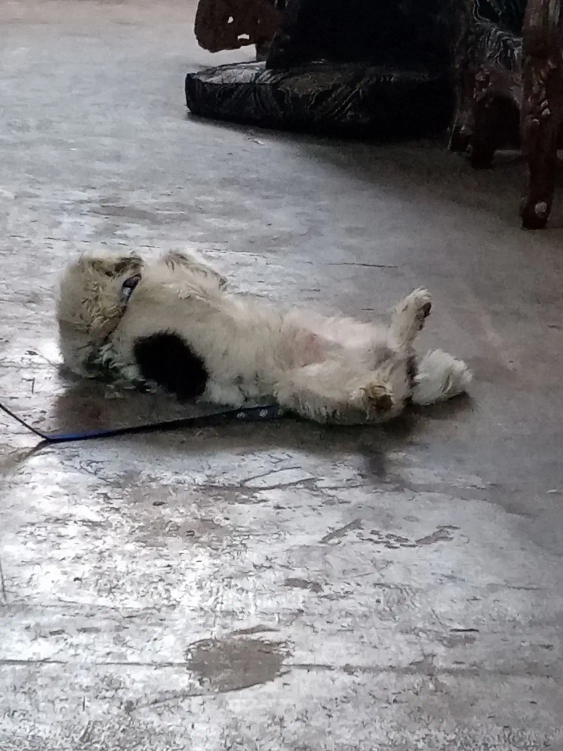 سگ تریر نر 9 ماهه|سگ|چهاردانگه (تهران), |دیوار