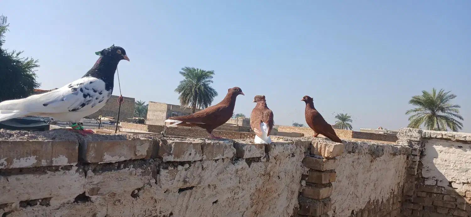 کبوتر دوری|پرنده|کارون, |دیوار