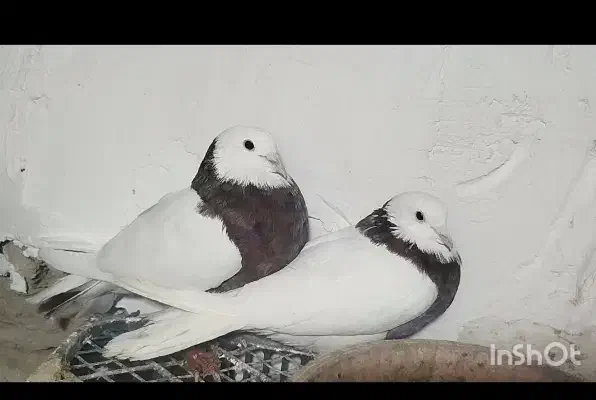 طوقی نرو ماده|پرنده|کبودرآهنگ, |دیوار