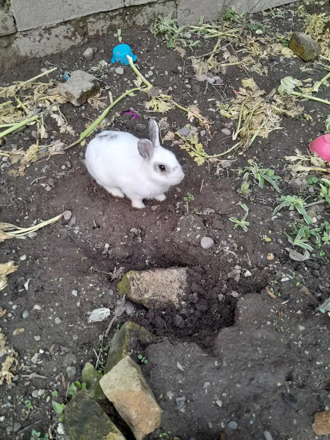 چندتاخرگوش|موش و خرگوش|رودسر, |دیوار