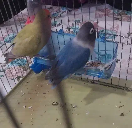 طوطی برزیلی نر و ماده|پرنده|نهاوند, |دیوار